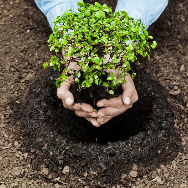 Tree Planting