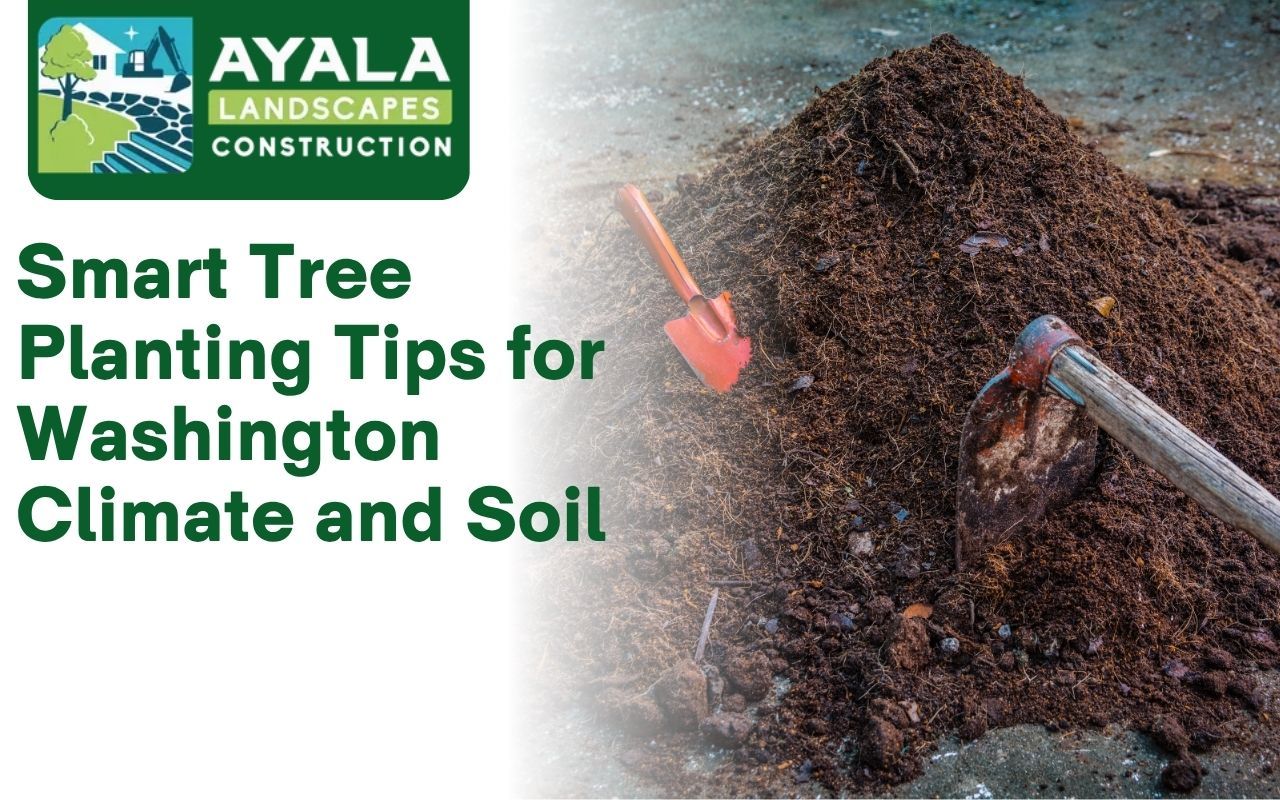 Preparing soil with compost before planting a tree